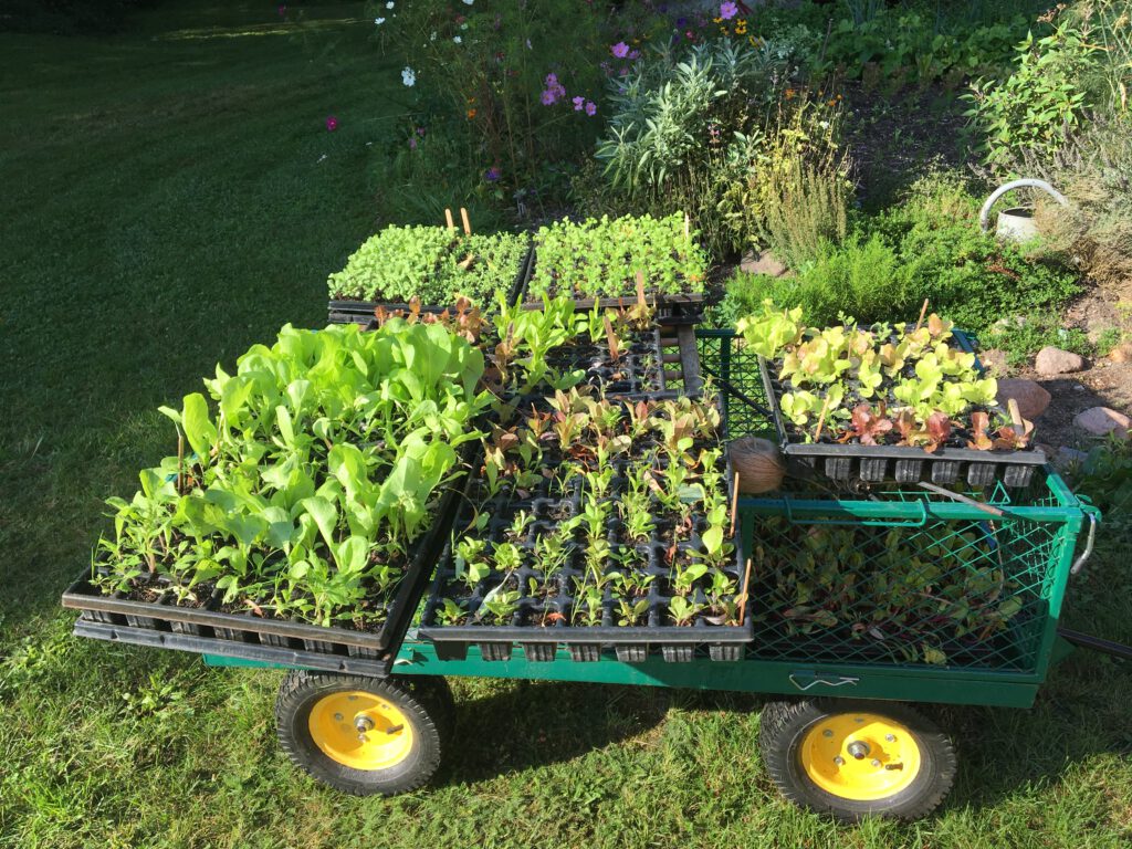 Willkommen AUS MAMAS GARTEN