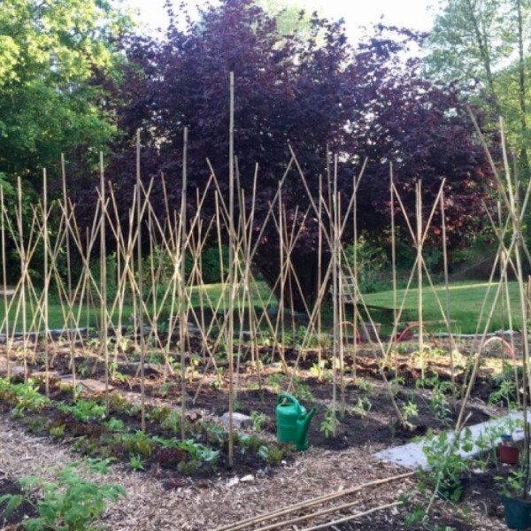 Willkommen AUS MAMAS GARTEN