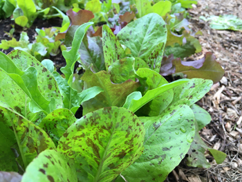 Willkommen AUS MAMAS GARTEN